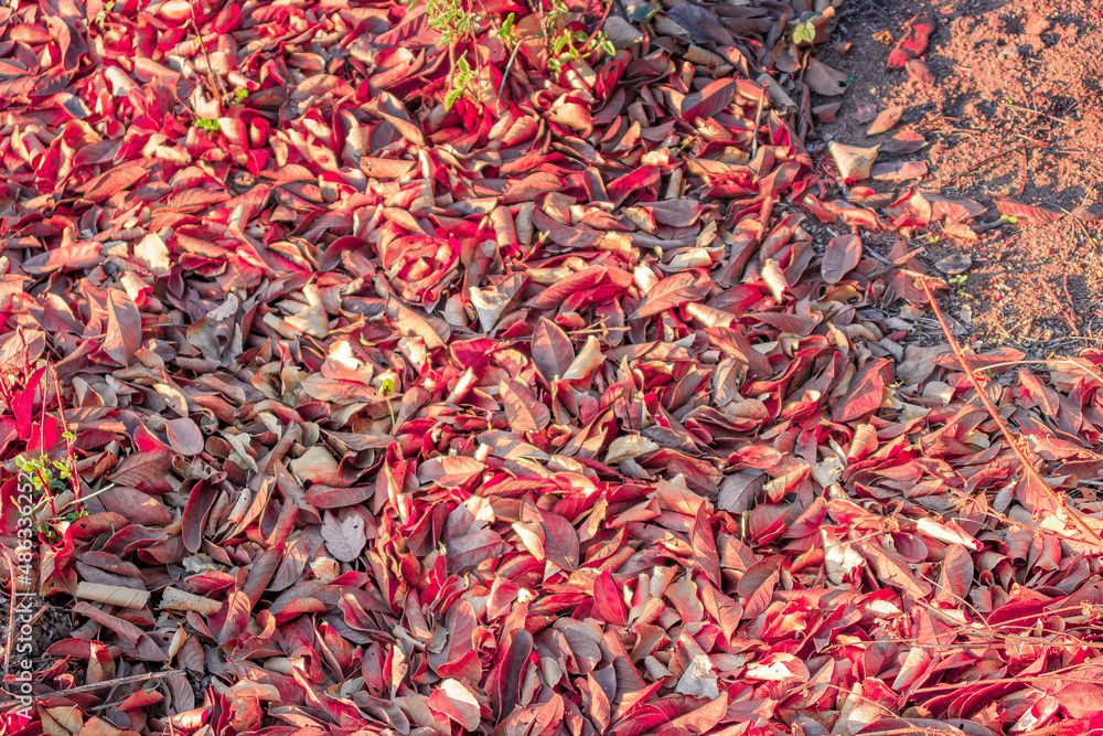 Fototapeta premium autumn leaves