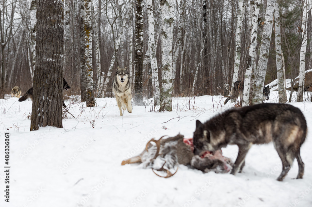 Grey Wolf (Canis lupus) Runs Toward Wolf Feeding at Deer Carcass Winter