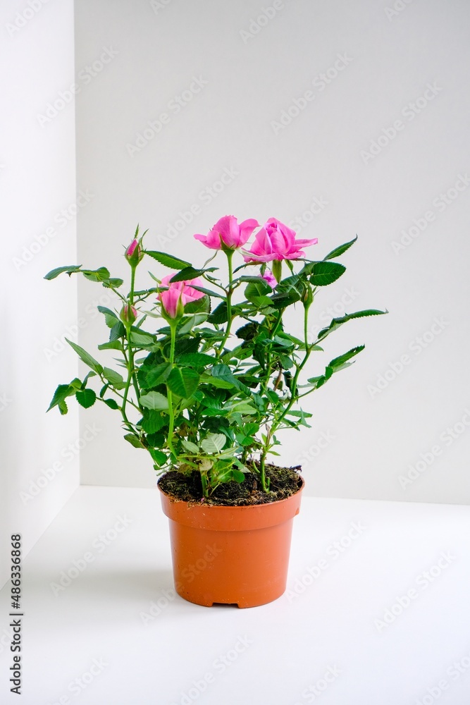 Decorative shrub home rose in a pot on the table. An indoor plant with bright pink flower buds and green leaves. Houseplant care. Gardening and floristry as a hobby. Decorative shrub home rose in a pot on the table. An indoor plant with bright pink flower buds and green leaves. Houseplant care. Gardening and floristry as a hobby.
