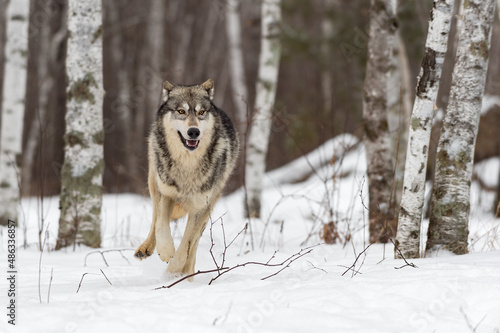 Grey Wolf (Canis lupus) Runs Through Forest Winter © hkuchera