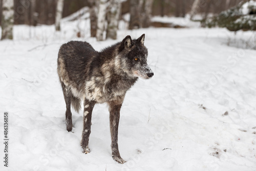 Black Phase Grey Wolf (Canis lupus) Stands Near Forest Winter