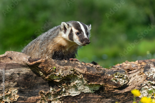 North American Badger (Taxidea taxus) Peers Out Over Log Summer © hkuchera