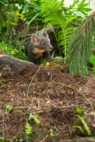 American Pine Marten (Martes americana) Peers Out From Den Copy Space Summer