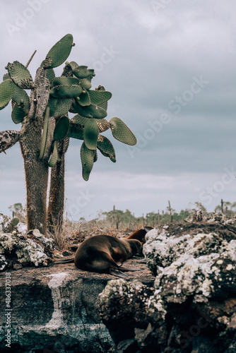 Fototapeta Naklejka Na Ścianę i Meble -  Galapagos sea lion on a rock with opuntia cactus on Los Tuneles in Isla Isabela, Galapagos