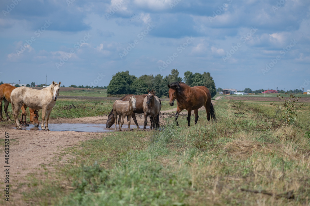 Horses drink water from a puddle in the field.
