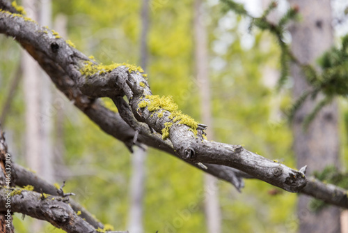 Tree branches in Yellowstone National Park covered with some lichens and mosses.