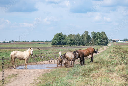 Horses drink water from a puddle in the field. © shymar27
