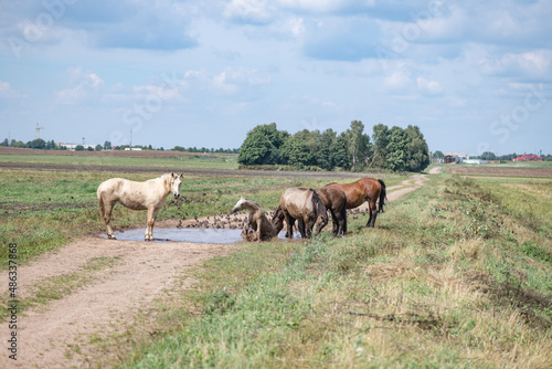 Horses drink water from a puddle in the field.