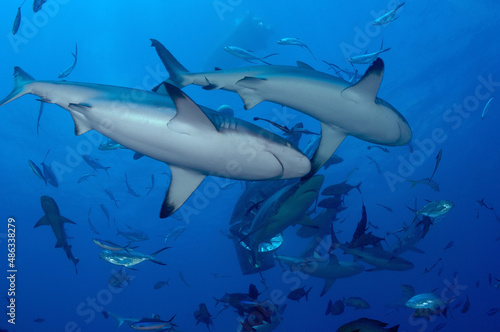 Reef sharks swimming around empty feed bucket. © Joseph