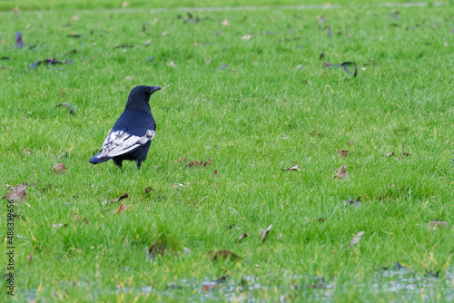 A young raven on a green lawn.