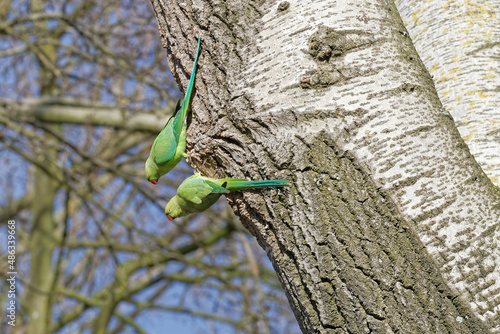 A couple of green parrots on a tree trunk.