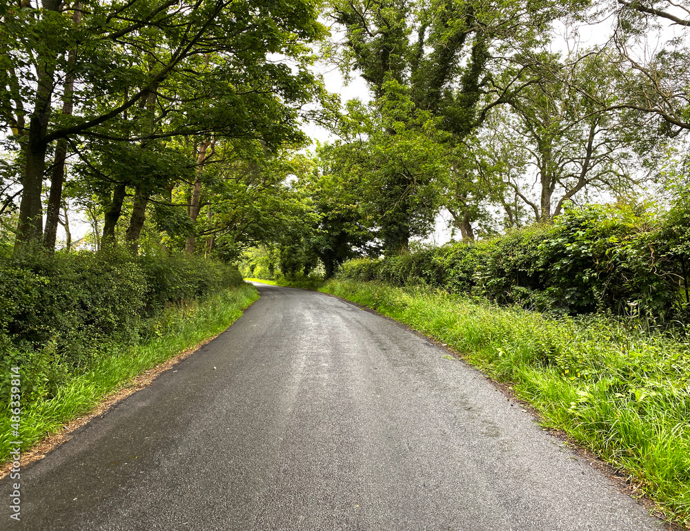 Wet summers day on, White Hills Lane, with hedgerow, wild plants, and old trees in, Stirton