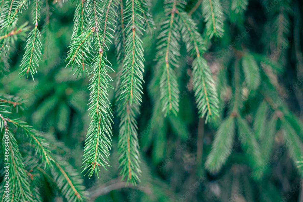 Fir branches with needles. Green needles on a coniferous plant Fir branches with needles. Green needles on a coniferous plant