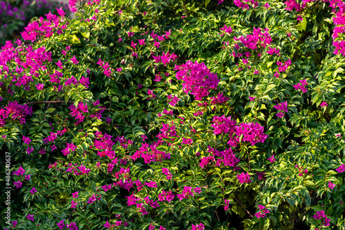 bush of blooming bindweed mandevilla with pink flowers