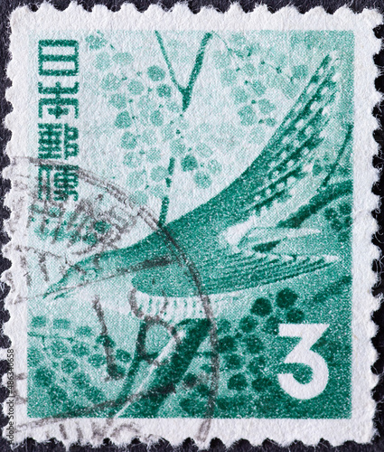 Japan - circa 1954: a postage stamp from Japan, showing a Lesser Cuckoo (Cuculus Poliocephalus) photo