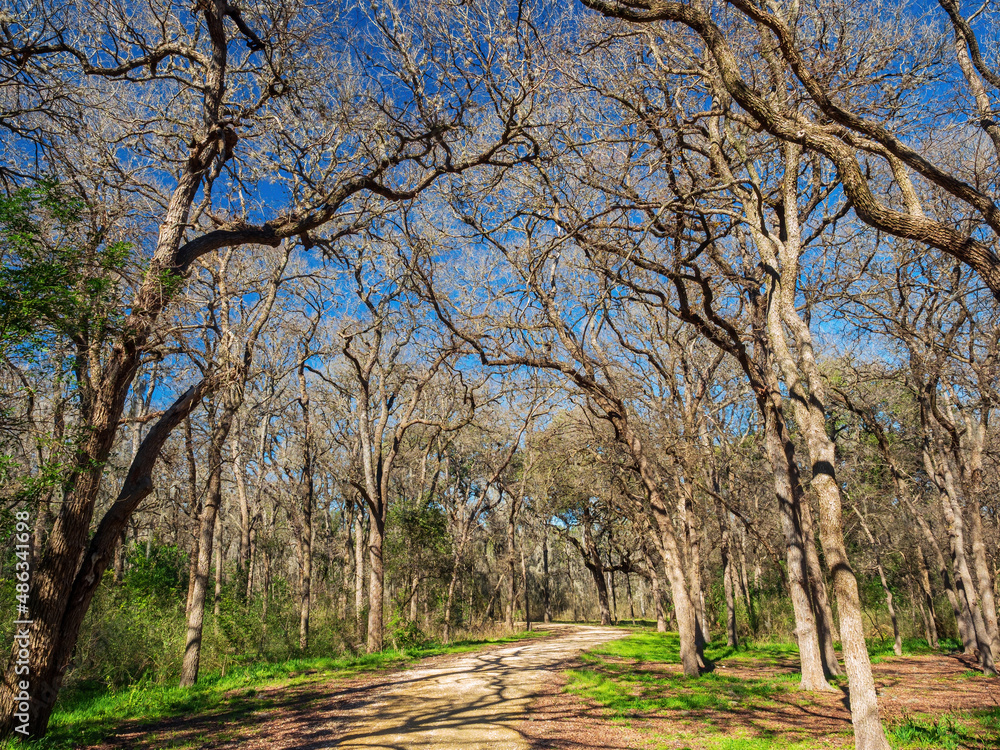 Close up shot of many Usnea Tincture hanging on the Oak Tree