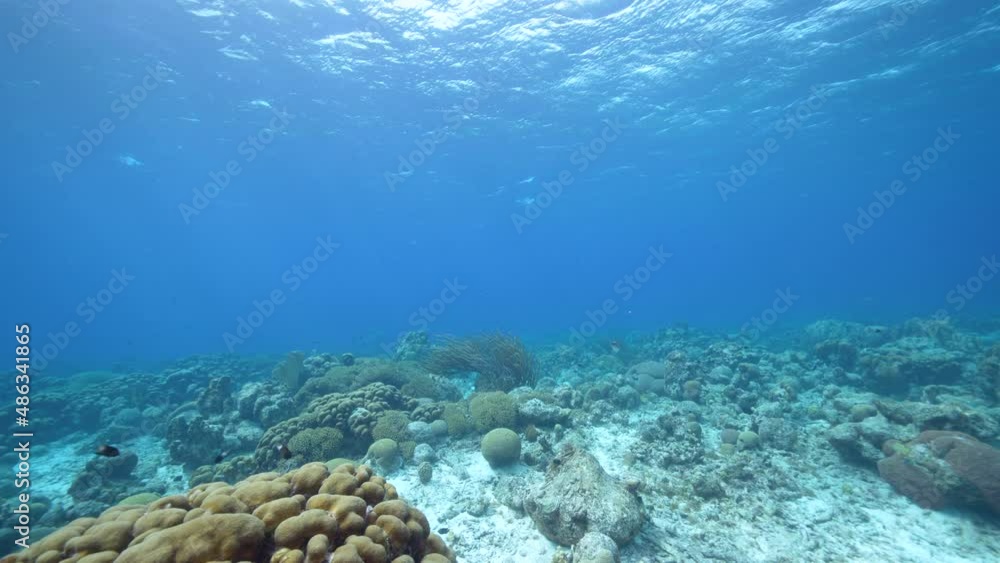 Seascape with various fish, Lobed Star coral, and sponge in the coral reef of the Caribbean Sea, Curacao Seascape with various fish, Lobed Star coral, and sponge in the coral reef of the Caribbean Sea, Curacao