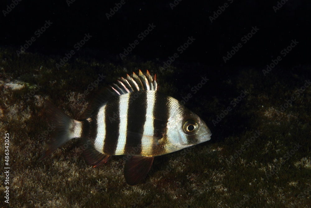 Zebra seabream moving on the sandy bottom during a night dive Zebra seabream moving on the sandy bottom during a night dive