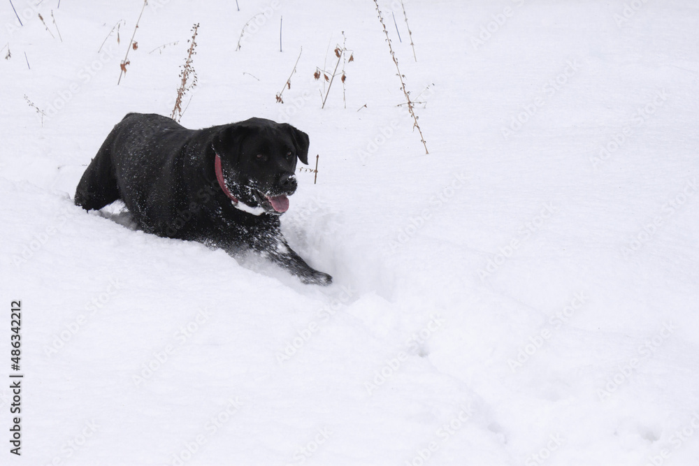 A black dog is running through a deep snow towards the camera A black dog is running through a deep snow towards the camera