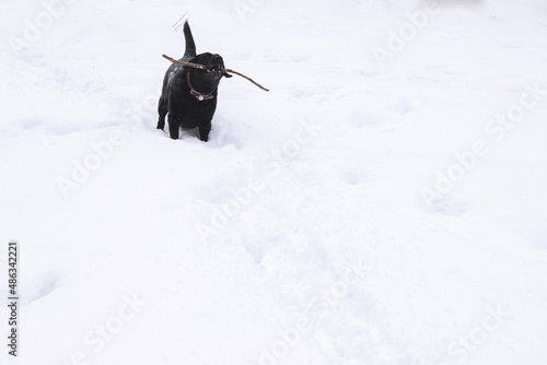 A black dog is plaing with a stick in a deep snow during a winter in the park