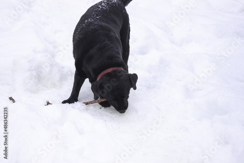 A black dog is plaing with a stick in a deep snow during a winter in the park