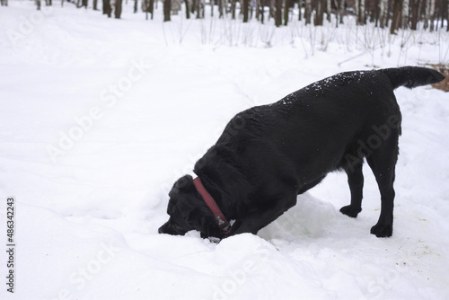A black dog digging the snow and looking inside
