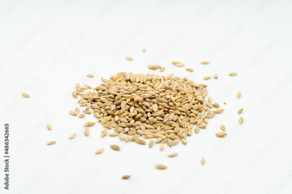 Barley seeds on a monochrome background Barley seeds on a monochrome background