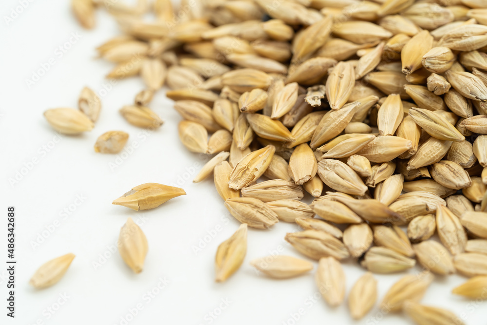 Barley seeds on a monochrome background Barley seeds on a monochrome background