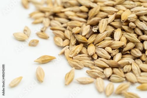 Barley seeds on a monochrome background