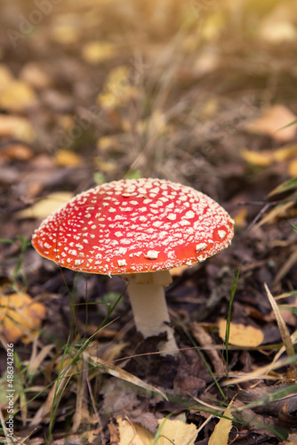 Amanita muscaria mushroom in autumn forest in sunlight. Bright red Fly agaric wild mushroom in fall dry leaves