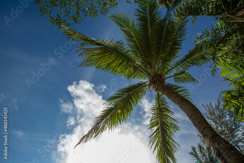 hohe Promenade Palme, brauner Stamm mit grünem Laub auf blauem Himmel Hintergrund