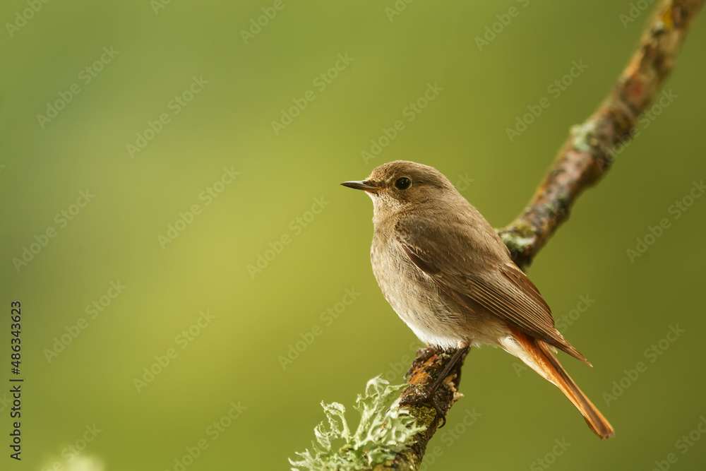 male black redstart (Phoenicurus ochruros) posing on a branch with moss male black redstart (Phoenicurus ochruros) posing on a branch with moss