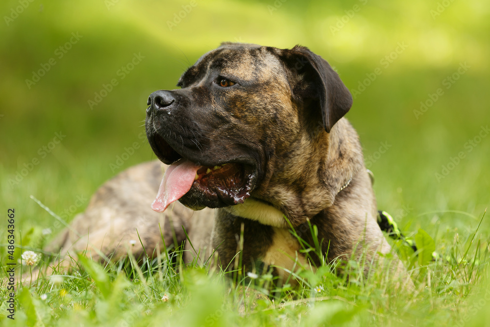 male dog Cane Corso is lying in the park