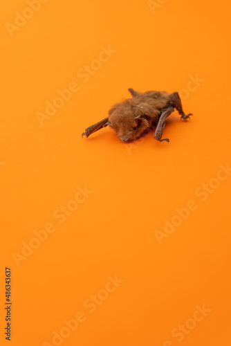Little bat with brown hair on a deep orange background. with copy space  portrait photography
