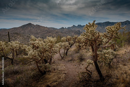 cactus arizona desert
