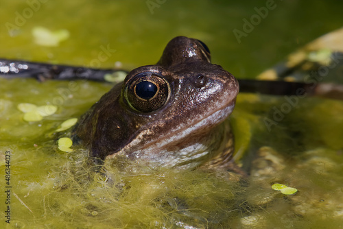 Common Frog in a Garden pond. © David Martin