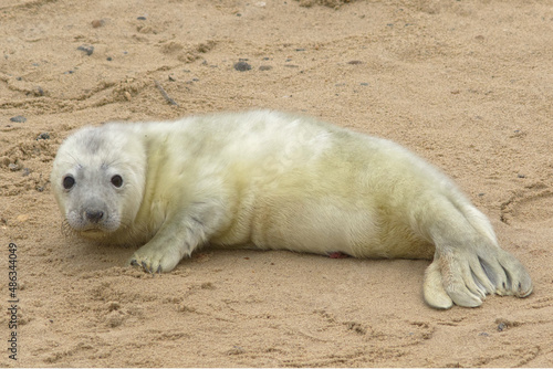 Grey seal pup on the breeding beaches in North Norfolk