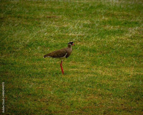 Crowned lapwing standing and posing