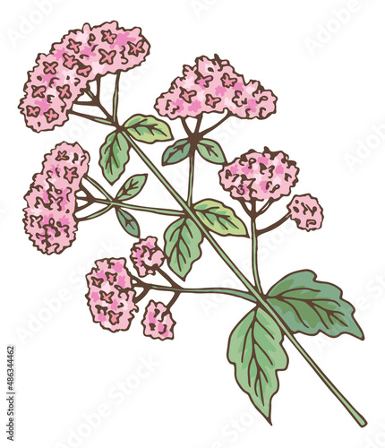 Valeriana plant. Healthy fresh herb. Medical flower