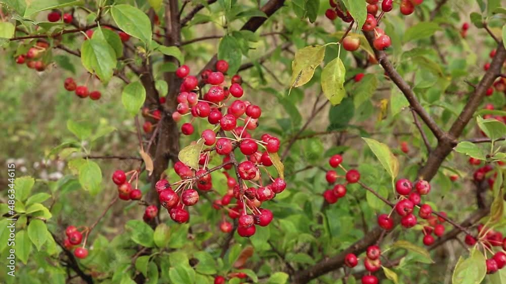Small red wild apples on a tree branch. The branch swaying in the wind. Small red wild apples on a tree branch. The branch swaying in the wind.