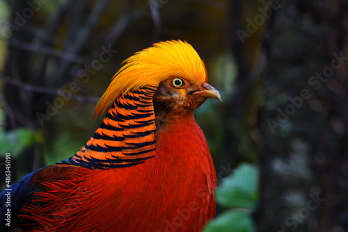 closeup of a colorful Chinese pheasant