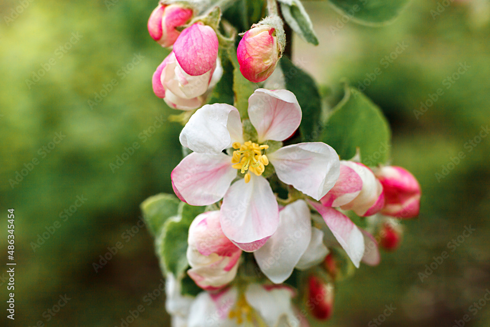 Obraz premium Beautiful white apple blossom flowers in spring time. Background with flowering apple tree. Inspirational natural floral spring blooming garden or park. Flower art design. Selective focus