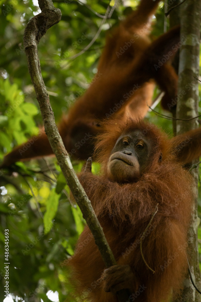 Wild female Sumatran Orangutan, gives a like with the finger up, in the rainforest of North Sumatra, Indonesia, Southeast Asia Wild female Sumatran Orangutan, gives a like with the finger up, in the rainforest of North Sumatra, Indonesia, Southeast Asia