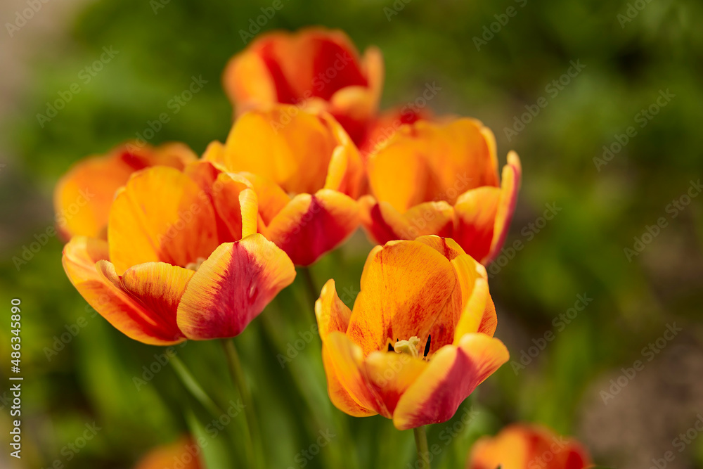 Vibrant bright background with yellow tulips. Springtime background. Beautiful nature.
