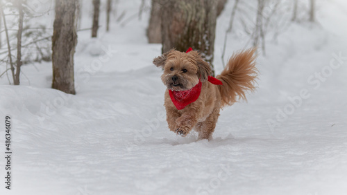 dog running in the snow