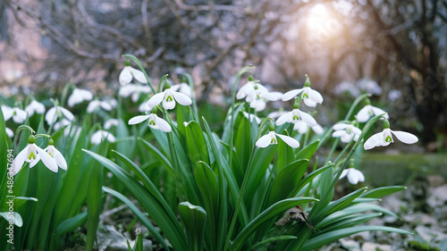 Beautiful white snowdrops flowers in garden, natural abstract green background. Gentle spring landscape. snowdrops - symbol of early spring season