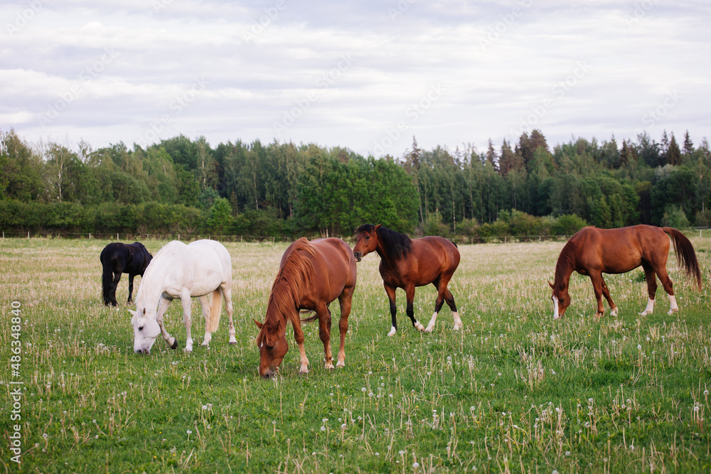herd of horses in a meadow
