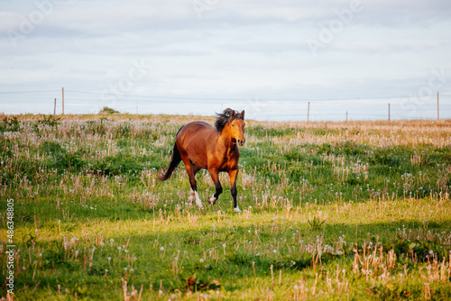 Wallpaper Mural Brown horse running in the field Torontodigital.ca
