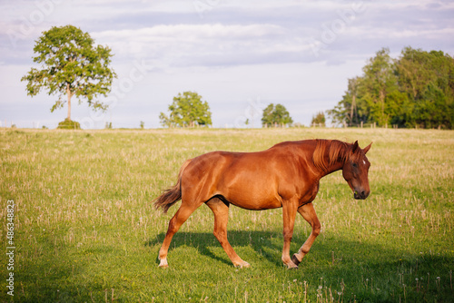 Brown horse in the field
