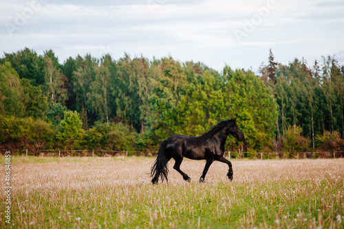 Beautiful black horse on the meadow